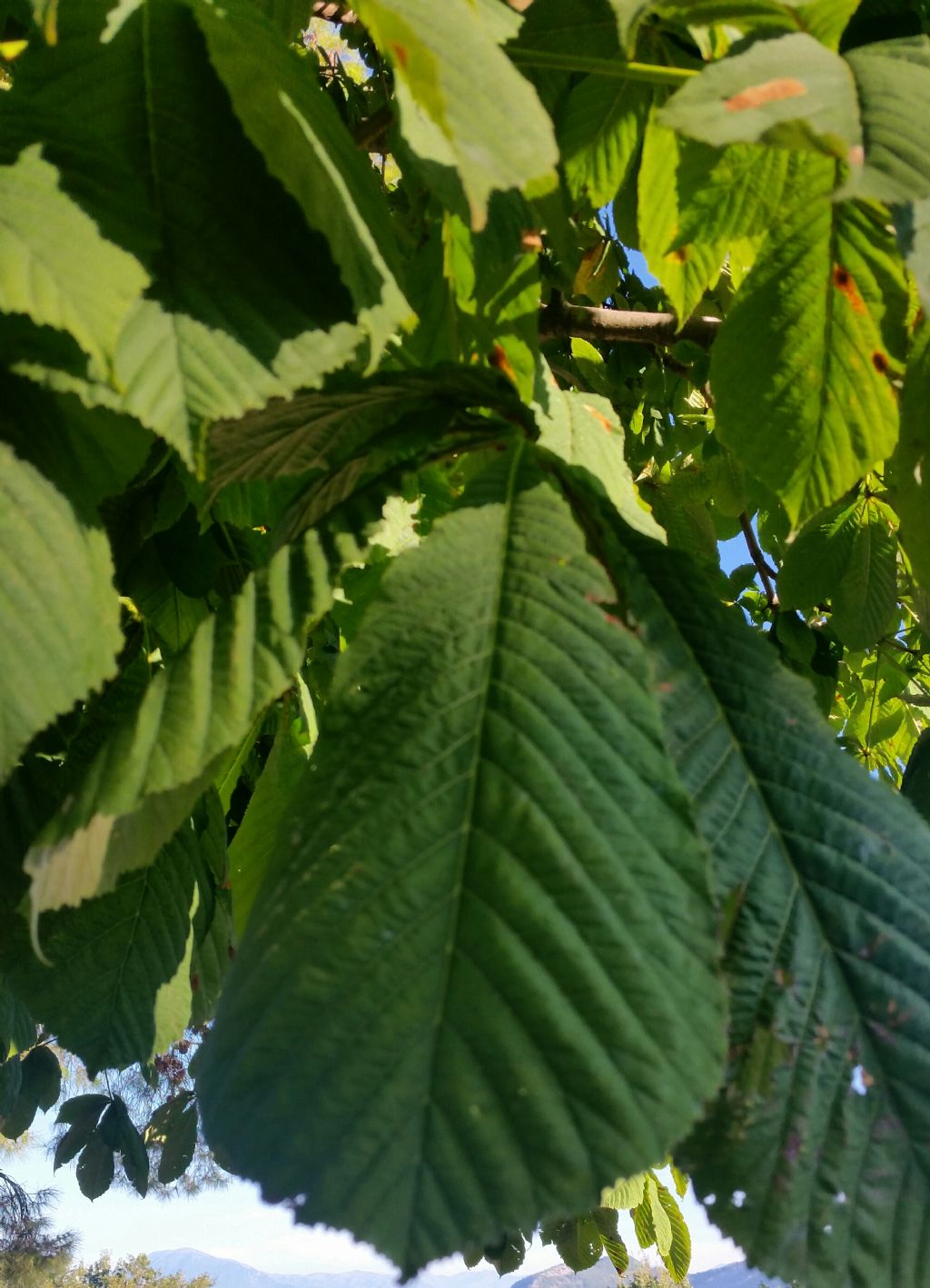 Ippocastano? Si, Aesculus hippocastanum